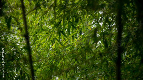 静かな公園の竹林の風景