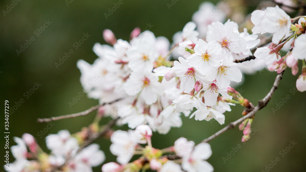 綺麗な春の満開の桜の花