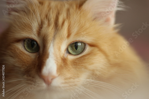 muzzle of a red furry cat with green eyes