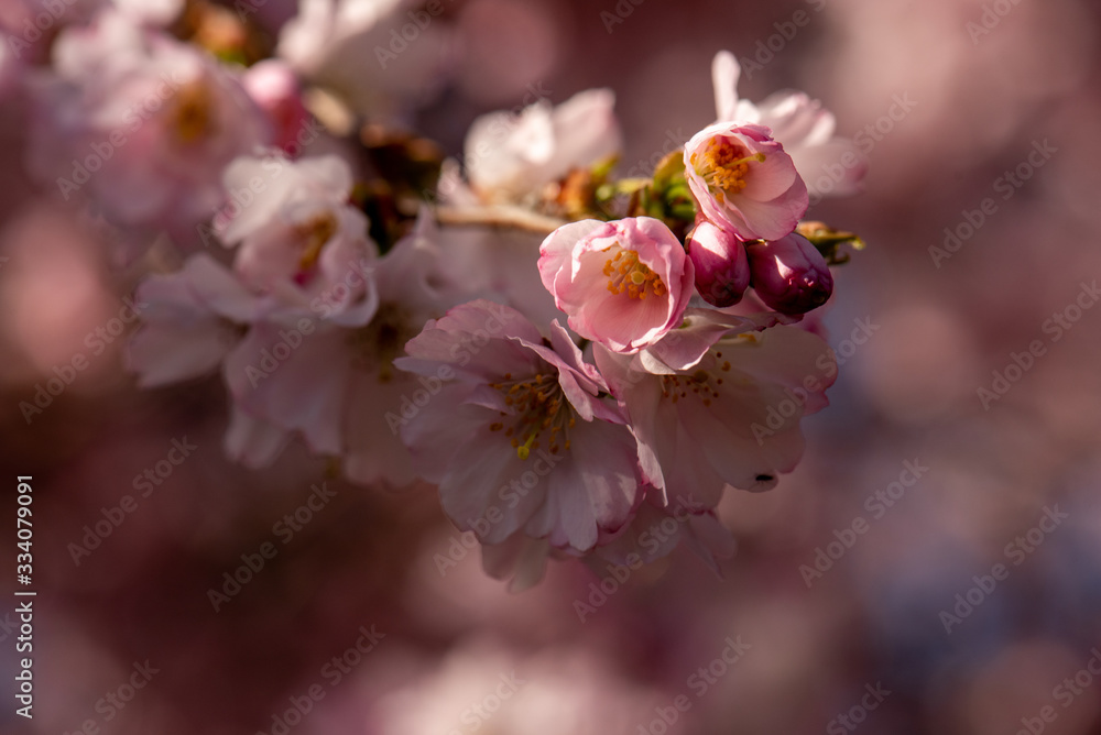 sakura sakura