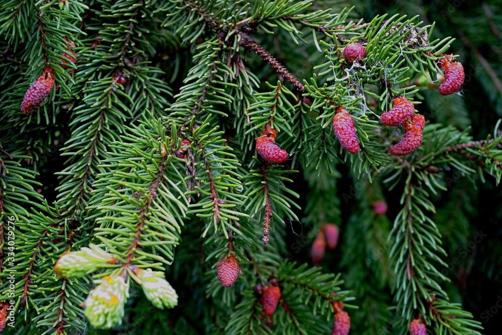 Spruce branches with young, light green shoots and new red cones. Young fir cones on tree branches, spring time.