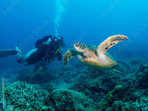 diving camera-man take a video with green tourtle, underwater Philippines photo