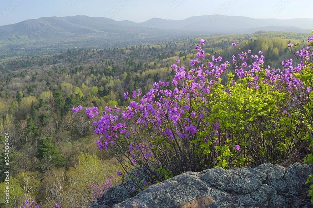 Fototapeta premium Przebudzenie tajgi Ussuri. Kwiat rododendron dauricum. Rezerwat przyrody Bolshekhekhtsirsky. Region Chabarowska, Daleki Wschód, Rosja.