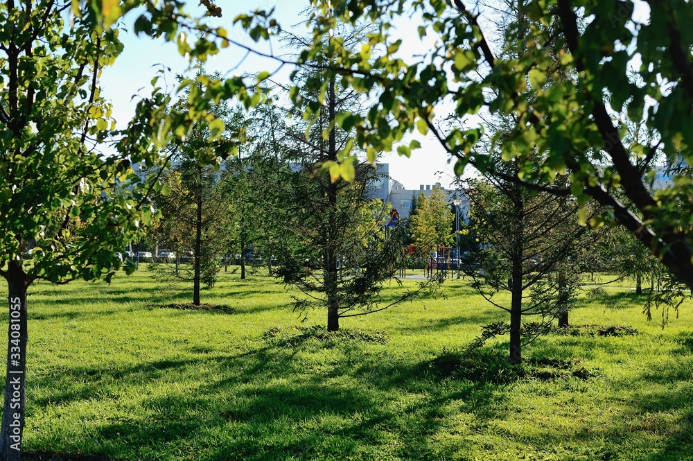 Obraz premium park with young trees in spring