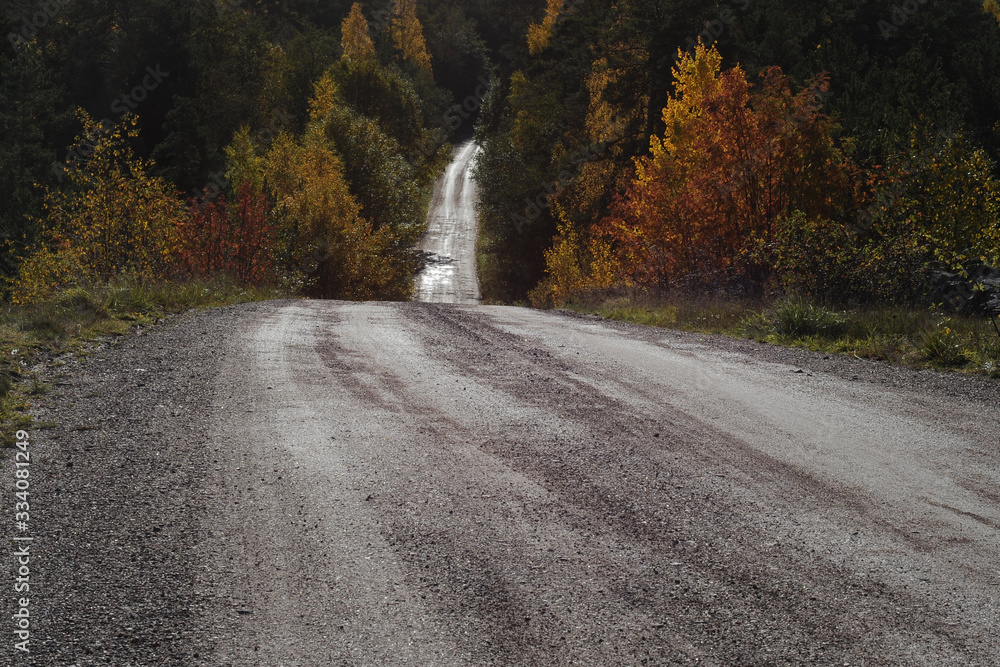 Obraz premium Hilly road through autumn forest.