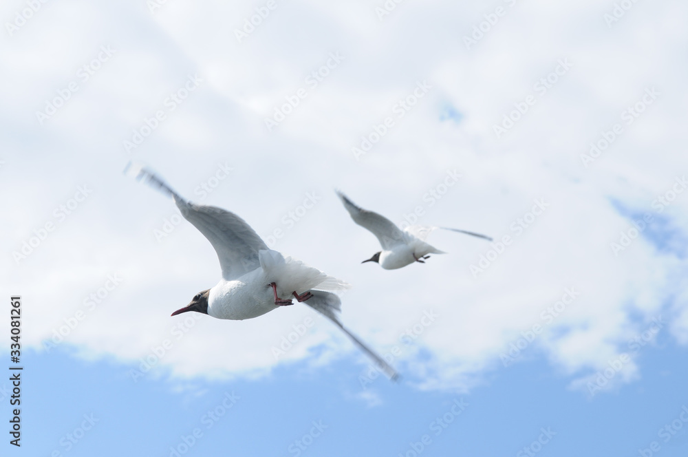 Flying seagulls against of blue sky and white clouds Flying seagulls against of blue sky and white clouds