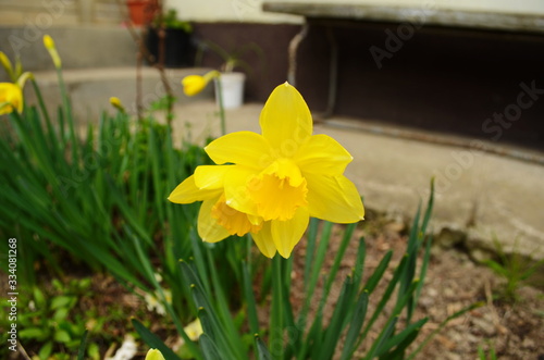 Photo of yellow flowers narcissus. Background Daffodil narcissus with yellow buds and green leaves.
