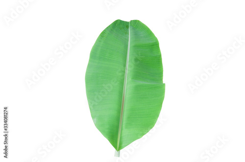 Banana leaves isolated on a white background.