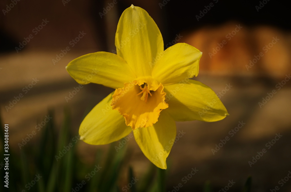 Obraz premium Photo of yellow flowers narcissus. Background Daffodil narcissus with yellow buds and green leaves.