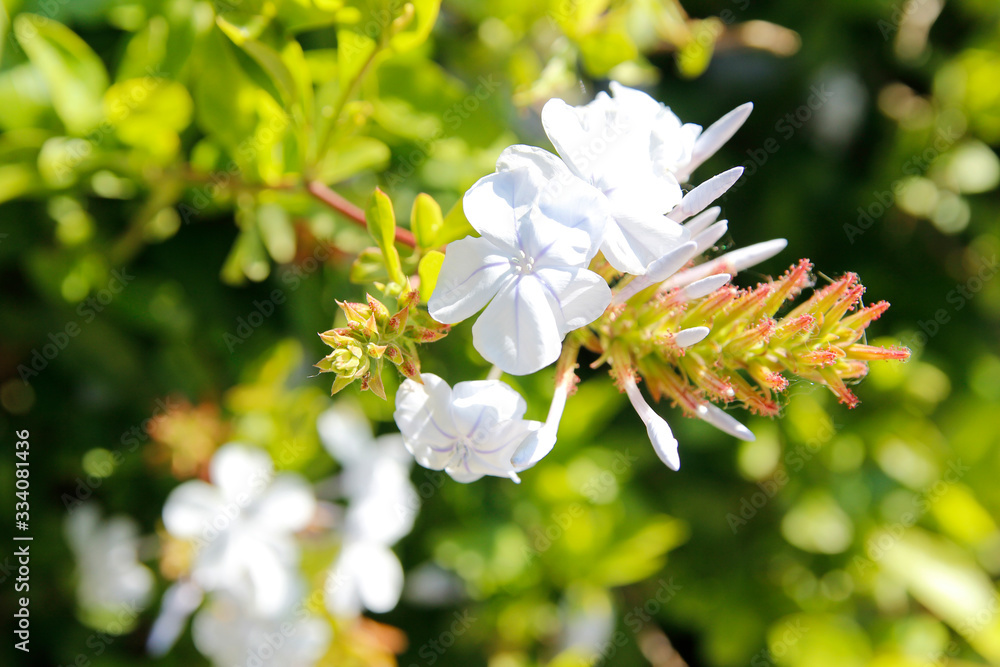 Fototapeta premium Plumbago with the sunlight on a sunny day in the Park Guell, Barcelona, Spain