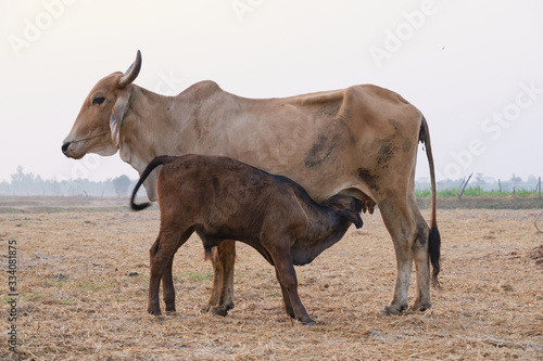 The cow is breastfeeding in outdoor
