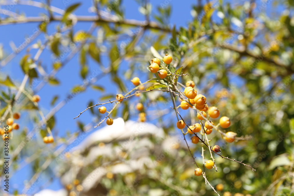 Fruits of Duranta erecta (Golden dewdrop or Pigeon berry or Skyflower) on a sunny day in the Park Guell, Barcelona Spain Fruits of Duranta erecta (Golden dewdrop or Pigeon berry or Skyflower) on a sunny day in the Park Guell, Barcelona Spain