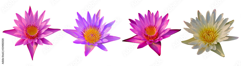 Set of Lotus flower isolated on white background. Have clipping path