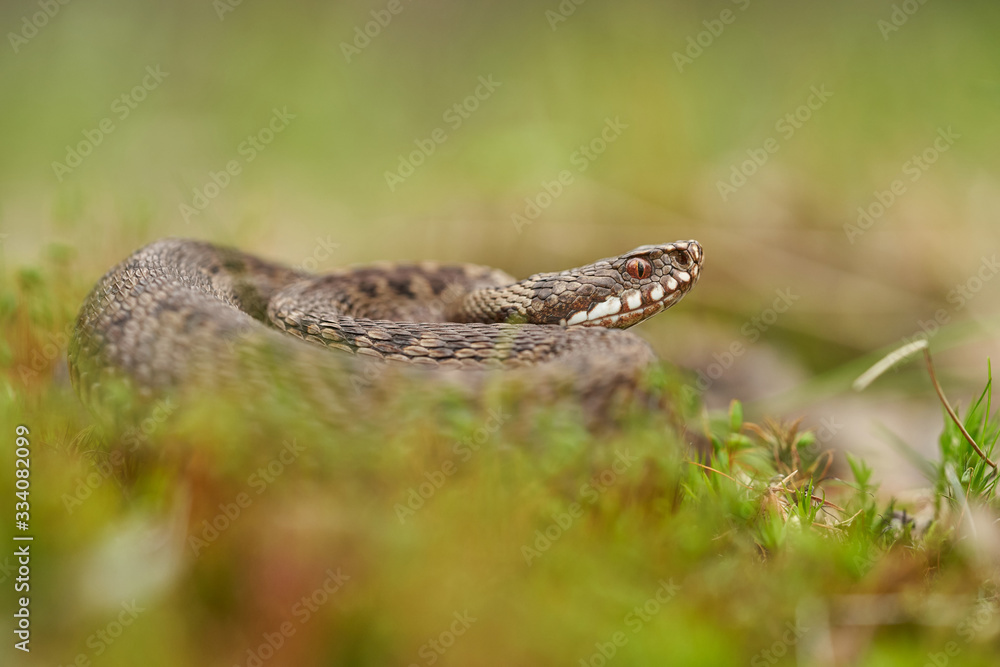 Female of European viper Vipera berus in Czech Republic Female of European viper Vipera berus in Czech Republic