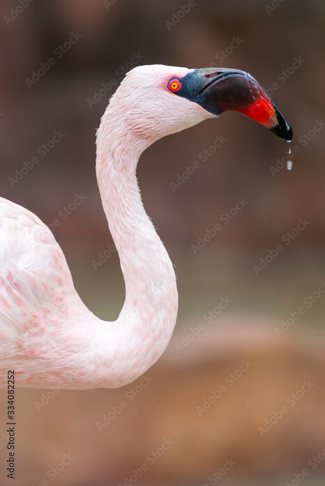 Fototapeta premium Fenicottero rosa in primo piano