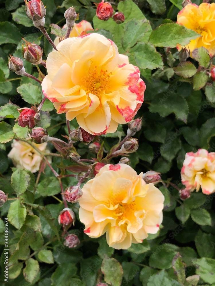 Beautiful wild yellow rose and the buds on the street Beautiful wild yellow rose and the buds on the street