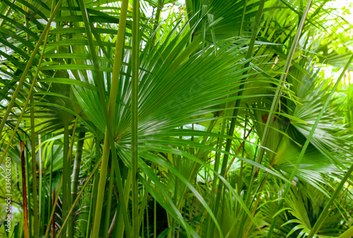 Fototapeta Naklejka Na Ścianę i Meble -  Leaves of palm trees in the park