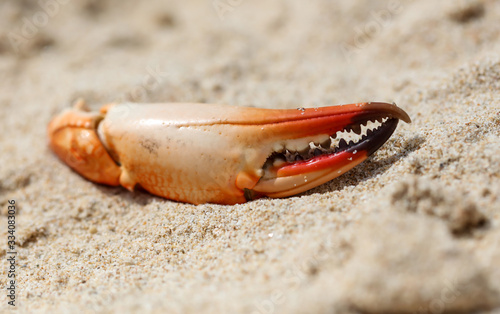 Crab claw lies on the sand
