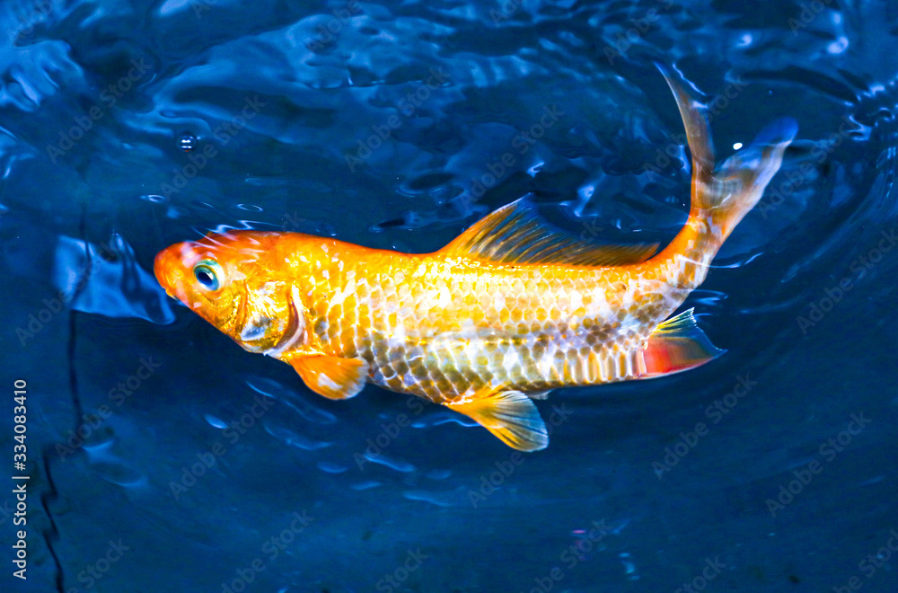Goldfish swims in clear water. Goldfish swims in clear water.