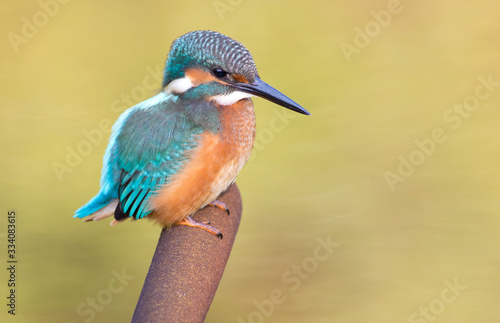Kingfisher, Alcedo. Kingfisher sitting on a cattail. The bird is looking for a fish