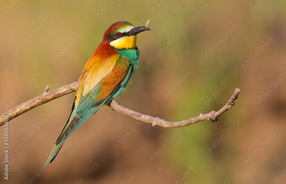 Obraz premium Bee-eater, Merops apiaster. The most colorful bird of Eurasia. Bird caught prey