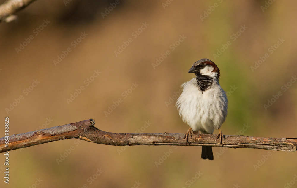Sparrow, Passer. The bird sits on a branch on a brown background Sparrow, Passer. The bird sits on a branch on a brown background