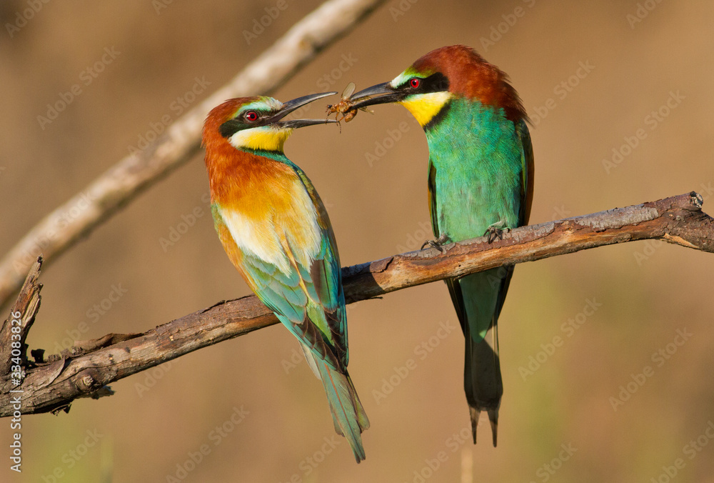 Fototapeta premium Bee-eater, Merops apiaster. The male gives the female a gift