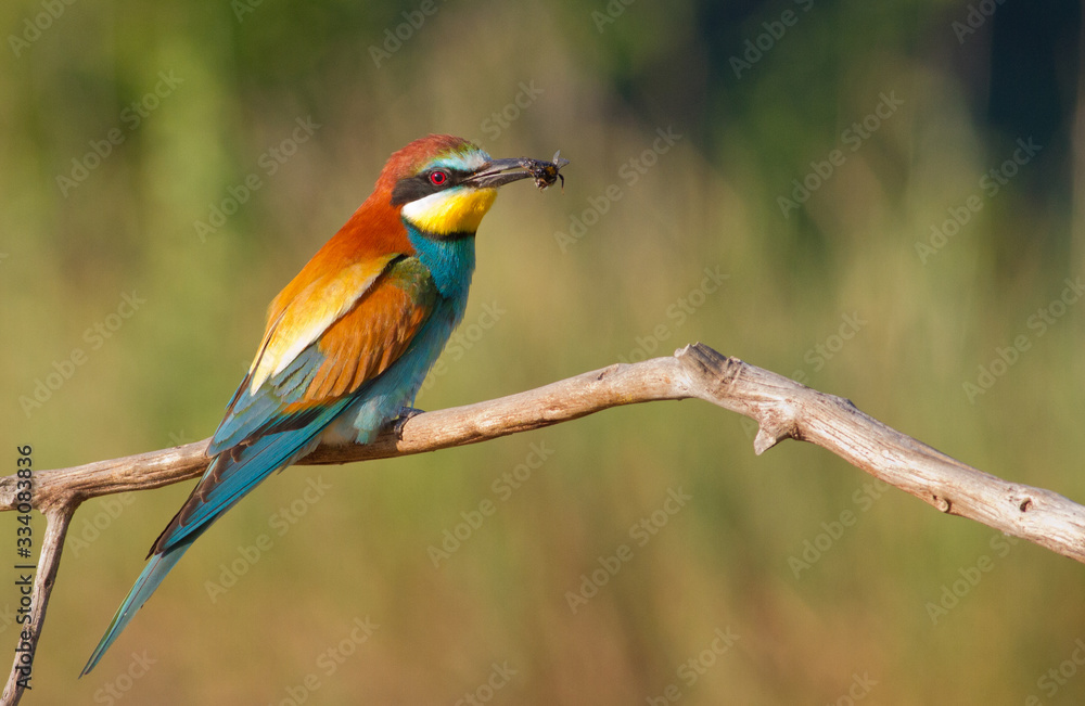 Fototapeta premium Bee-eater, Merops apiaster. The most colorful bird of Eurasia. Bird caught prey