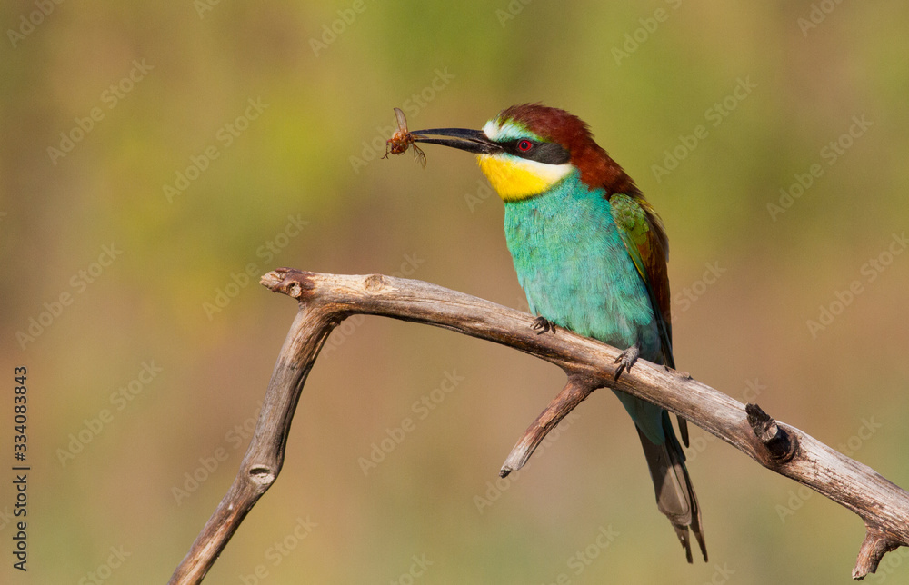 Bee-eater, Merops apiaster. The most colorful bird of Eurasia. Bird caught prey