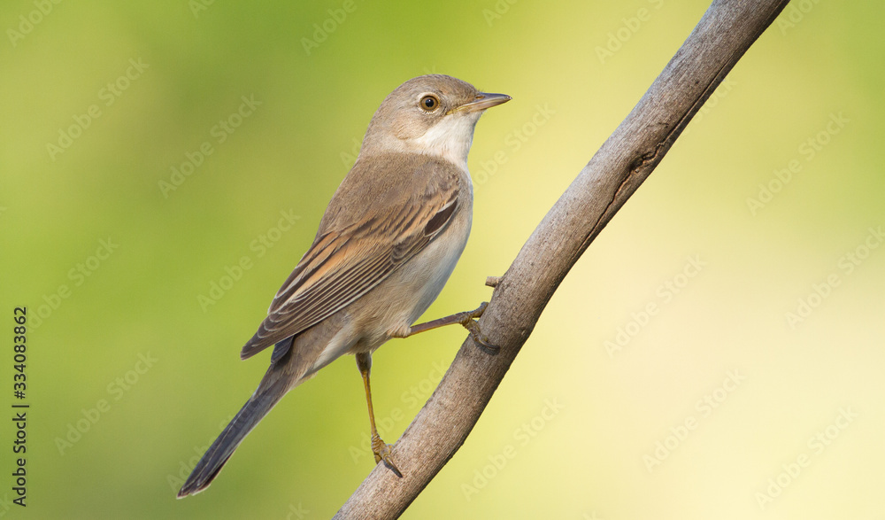 Whitethroat. Sylvia communis. Songbird Whitethroat. Sylvia communis. Songbird
