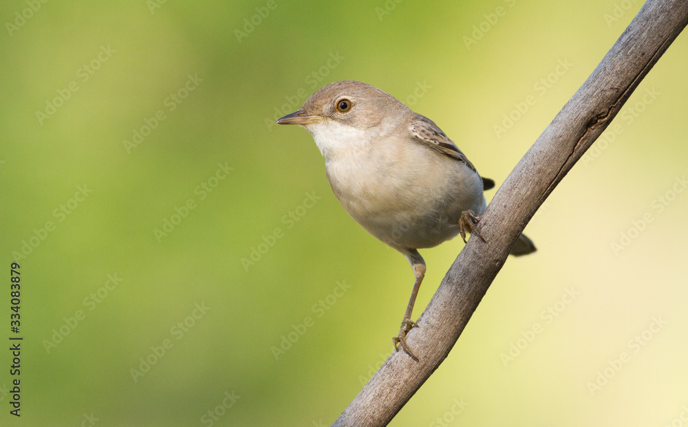 Whitethroat, Sylvia communis. Bird sits on a branch on a green background Whitethroat, Sylvia communis. Bird sits on a branch on a green background