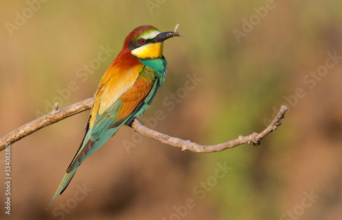 Bee-eater, Merops apiaster. The most colorful bird of Eurasia. Bird caught prey