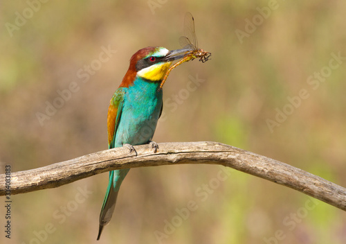 Bee-eater, Merops apiaster. А bird sits on a branch and holds a dragonfly in its beak