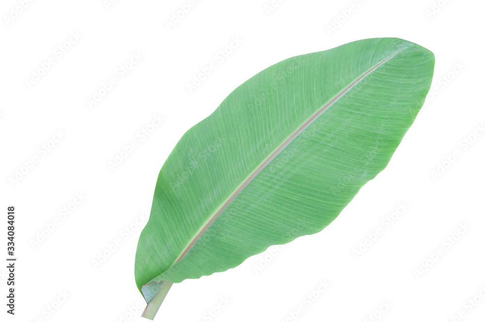 Banana leaves isolated on a white background. Banana leaves isolated on a white background.