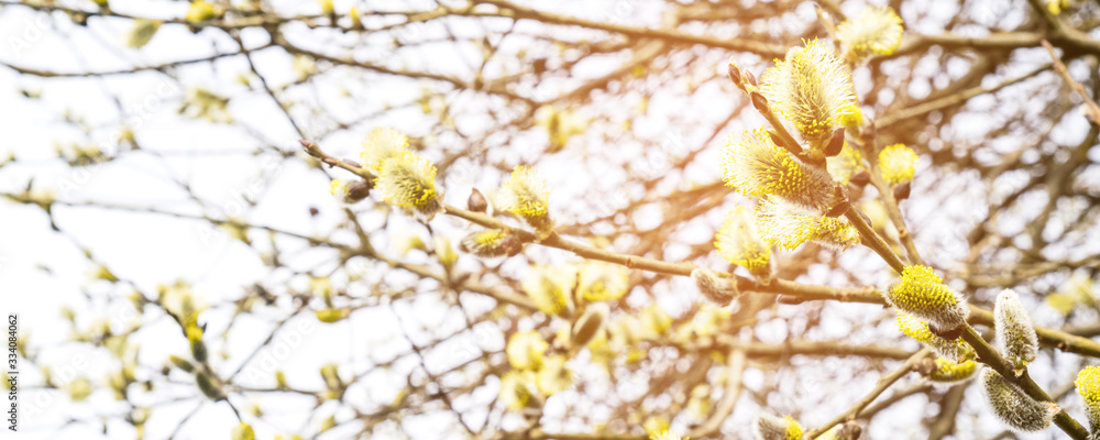 Branches of a flowering willow on a light background Branches of a flowering willow on a light background