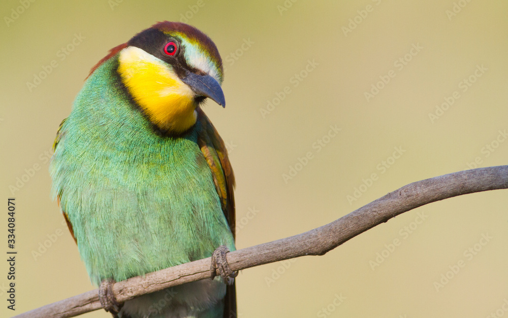 Obraz premium Common bee-eater, European bee-eater, Merops apiaster. Bird tilted its head and looks with one eye