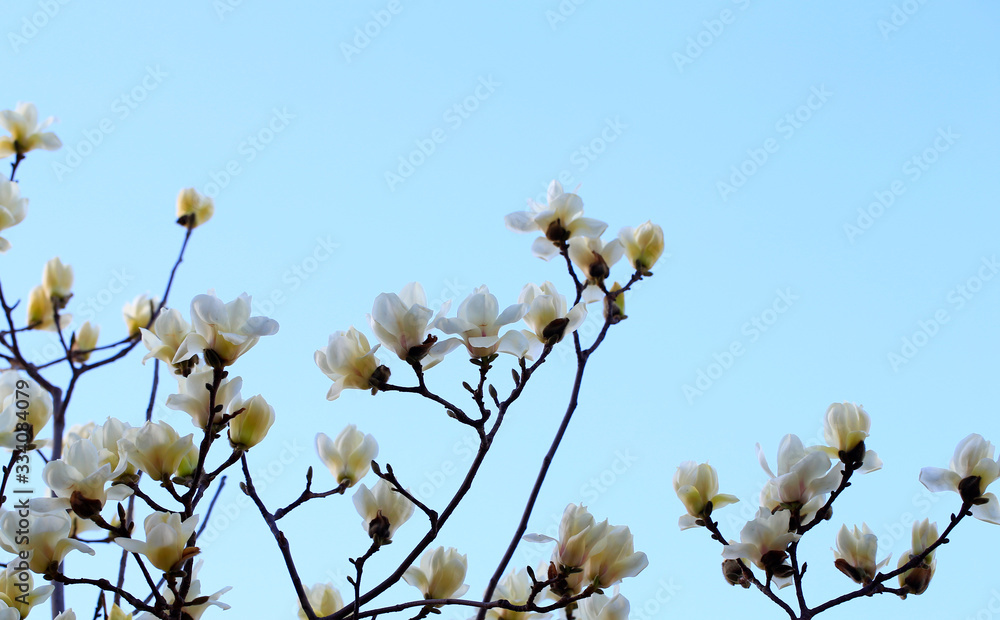 Magnolia in full bloom on a blue background Magnolia in full bloom on a blue background