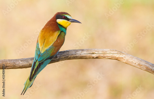 Common bee-eater, European bee-eater, Merops apiaster