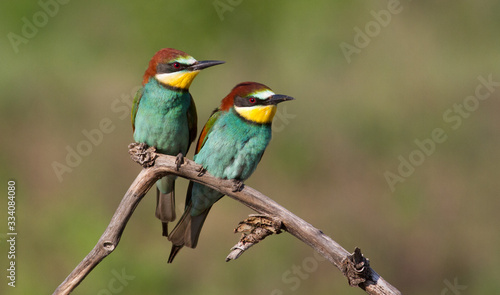 Common bee-eater, European bee-eater, Merops apiaster. Bird family sits together on a branch