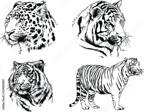 set of vector drawings on the theme of predators tigers are drawn by hand with ink tattoo logos