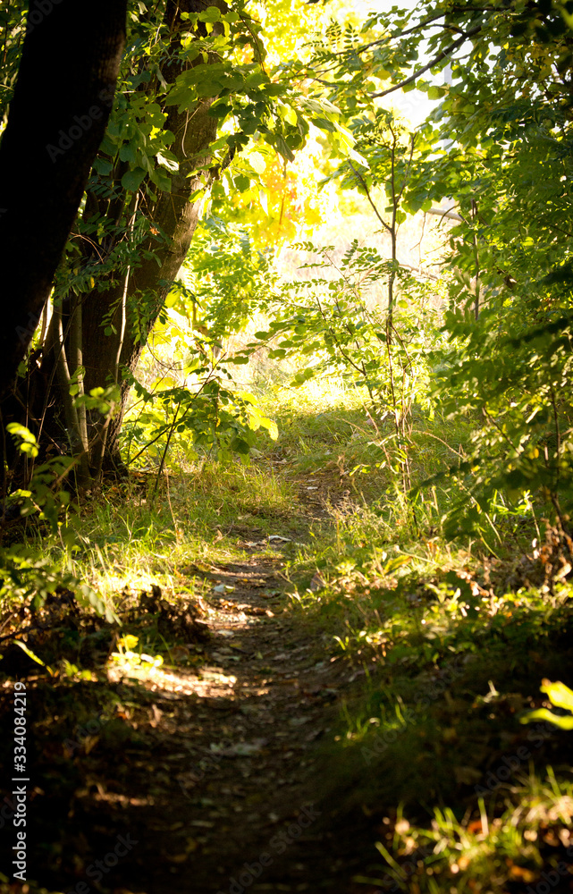 Forest path. Sunny autumn morning in the forest