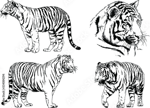 set of vector drawings on the theme of predators tigers are drawn by hand with ink tattoo logos