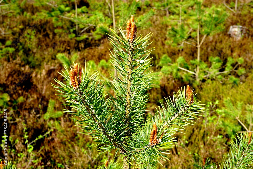 Pine tree blossoms buttons in close up in spring time. Pine tree blossoms buttons in close up Pine tree blossoms buttons in close up in spring time. Pine tree blossoms buttons in close up