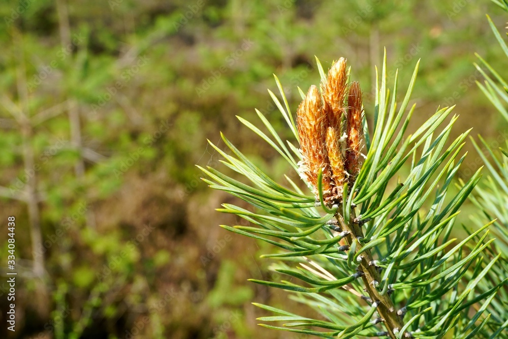 Pine tree blossoms buttons in close up in spring time. Pine tree blossoms buttons in close up Pine tree blossoms buttons in close up in spring time. Pine tree blossoms buttons in close up