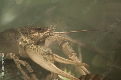close up of a crayfish in aquarium