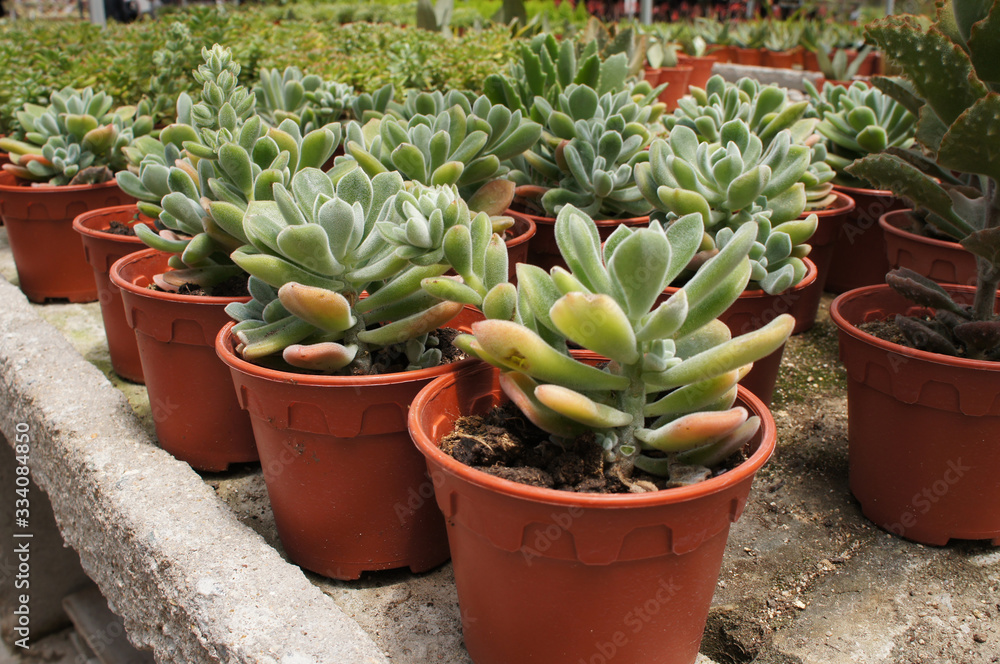 Crassula plants planted inside the plant nursery in Cameron Highland, Malaysia. Planted in small plastic pots for sale to customers. 