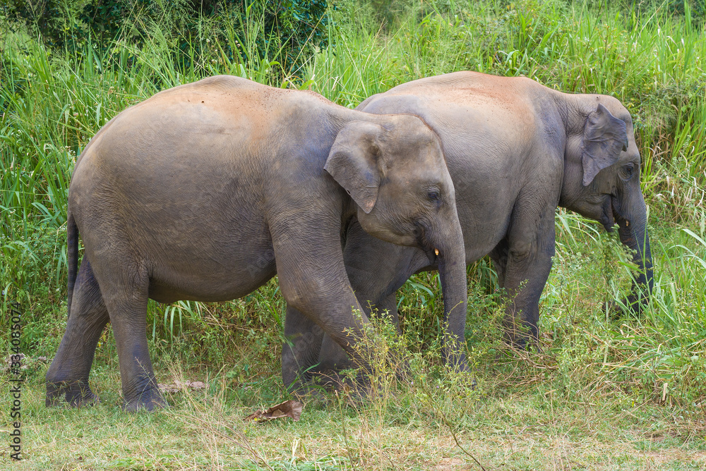 Fototapeta premium Two young wild Ceylon elephants close-up. Sri Lanka