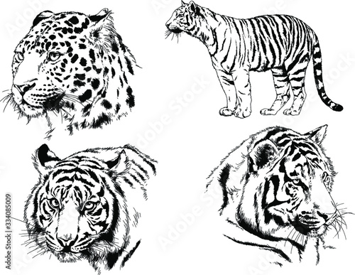 set of vector drawings on the theme of predators tigers are drawn by hand with ink tattoo logos