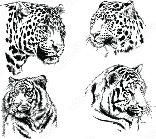 set of vector drawings on the theme of predators tigers are drawn by hand with ink tattoo logos