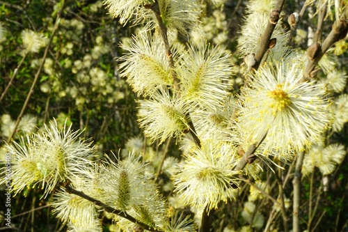 Beautiful pussy willow flowers close up on blue sky background. Blooming fluffy willow twig in early spring 